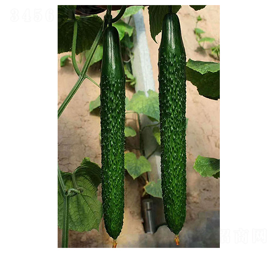 �п�958-�ƹ�����-������
