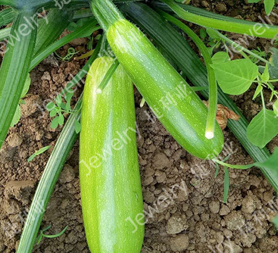����136-����«����-������