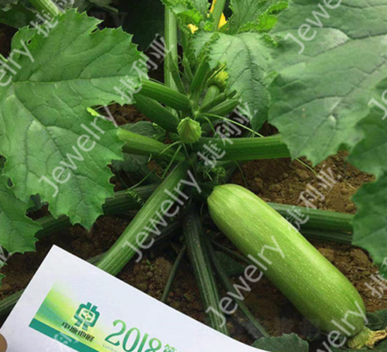 ����216-����«����-������