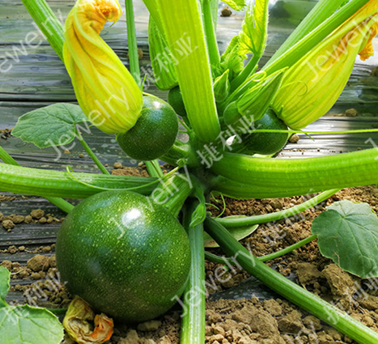 ����1668-����«����-������