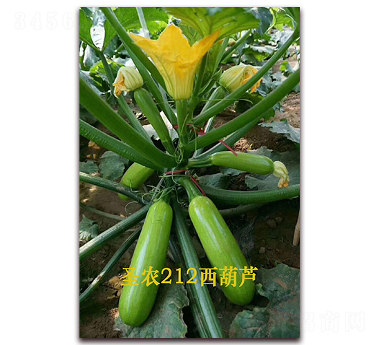 ʥũ212����«-����«����-ʥũ�߿�