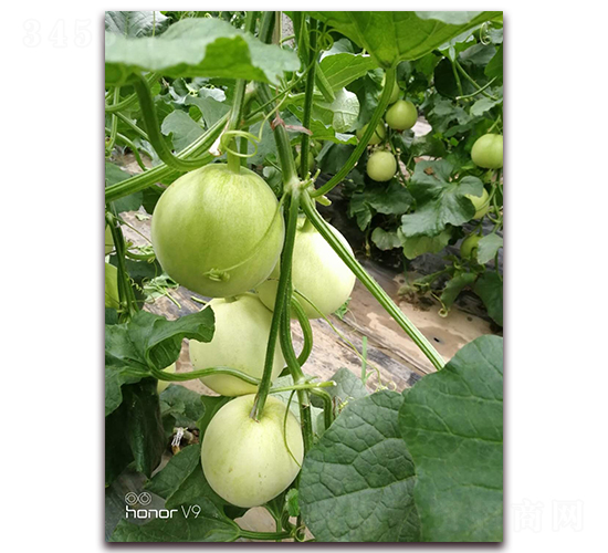 ʥũ201���-�������-ʥũ�߿�