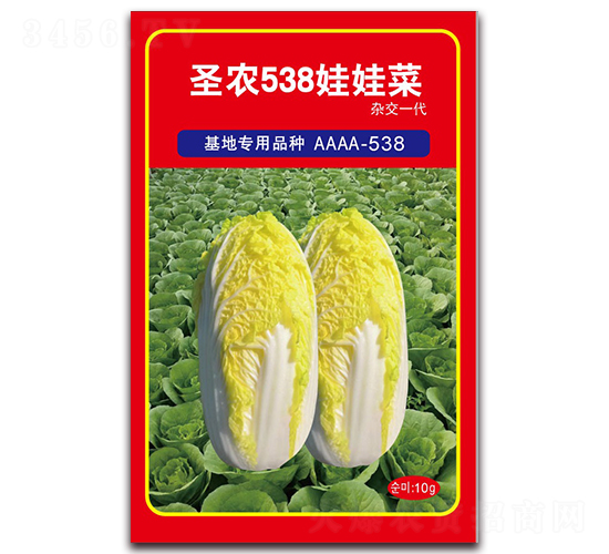 ʥũ538���޲�-���޲�����-ʥũ�߿�