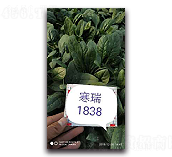����1838-��������-��������