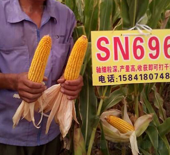 SN696-��������-��ũ���