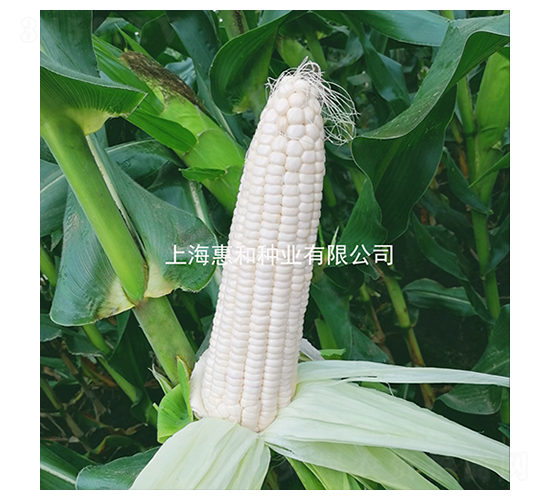 ����Ŵһ��-Ŵ��������-�ݺ���ҵ