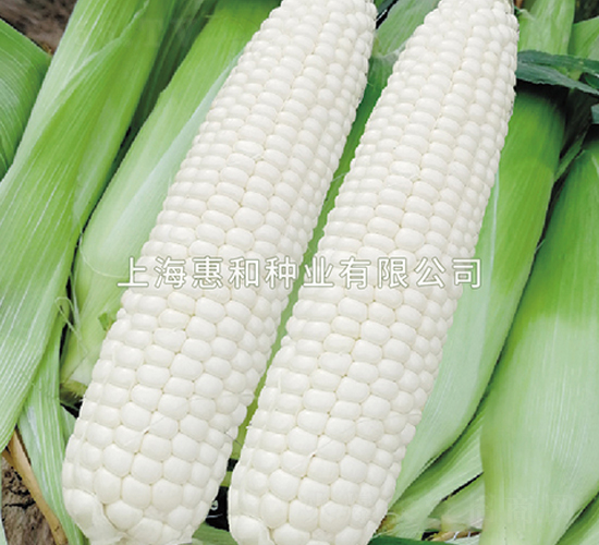 ������-��������-�ݺ���ҵ