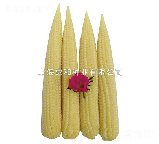 ����55-����������-�ݺ���ҵ