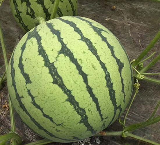 ���8424-��������-����ũҵ
