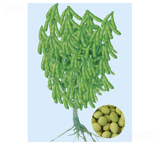 �ɿ�3��-ë������-�����ҵ