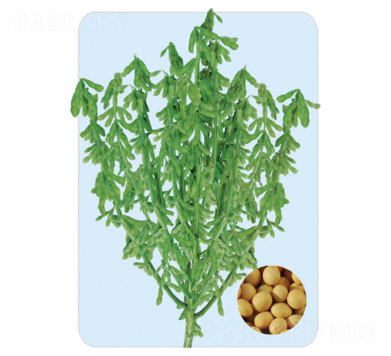 �л�45-������-�����ҵ