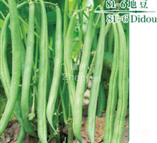 81-6-�ض�����-������ҵ