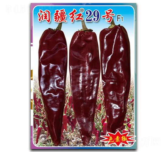 �󽮺�29��-��������-������ҵ