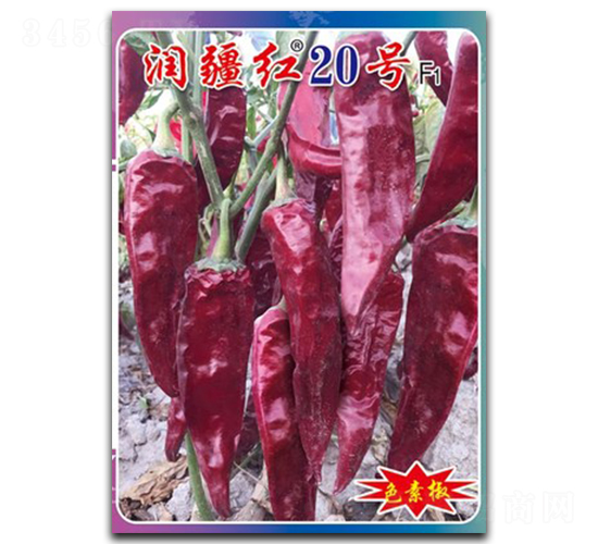 �󽮺�20��-��������-������ҵ