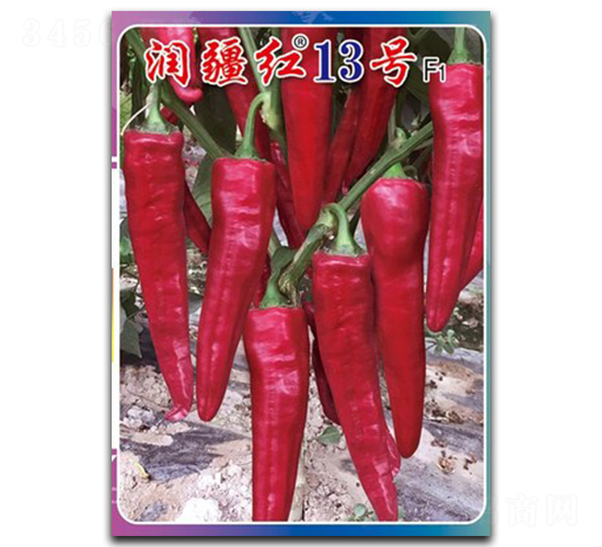 �󽮺�13��-��������-������ҵ