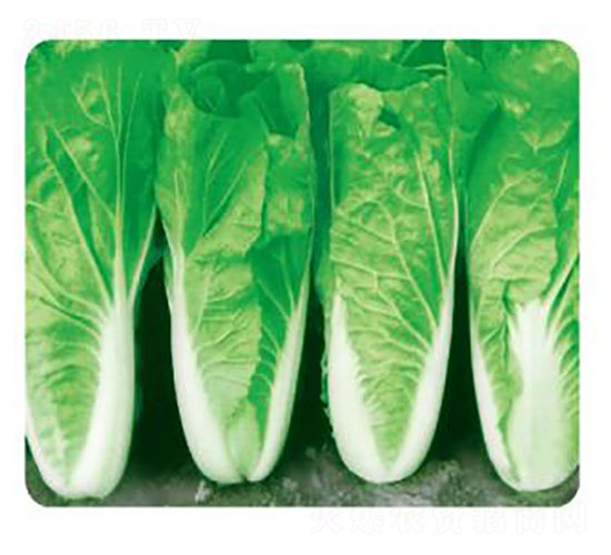 ����8��-�ײ�����-���Ŵ�