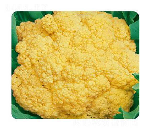 �ƽ�75-F1-��Ҭ������-���Ŵ�