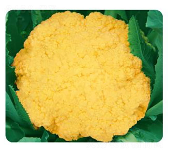 �ƽ�68-F1-��Ҭ������-���Ŵ�