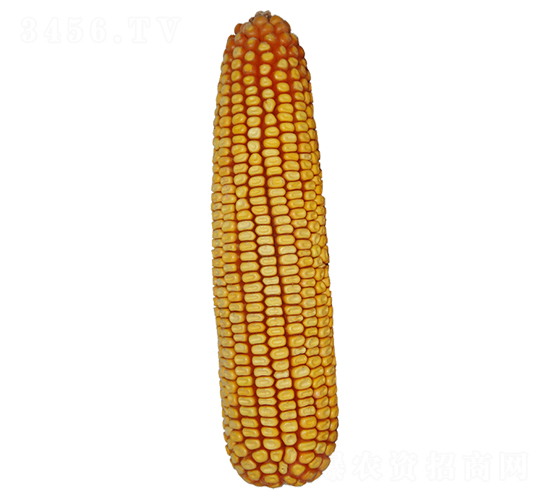 ���506-��������-ԣ����ҵ