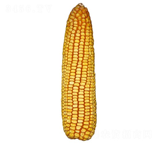 ���613-��������-ԣ����ҵ
