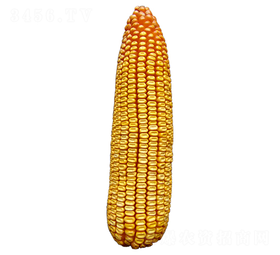 ���615-��������-ԣ����ҵ