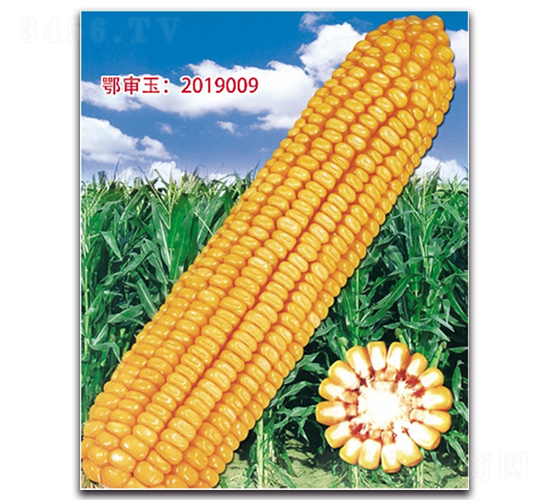 �Ǻ�679-��������-��ͷ��