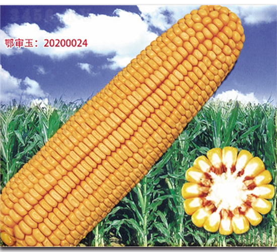 �Ǻ�618-��������-��ͷ��