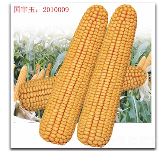 �Ǻ�605-��������-��ͷ��