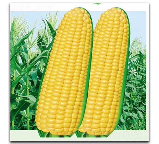 �ƽ�606-Ŵ��������-��ͷ��