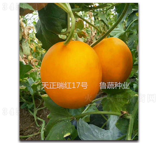 �������17��-�������-³����ҵ