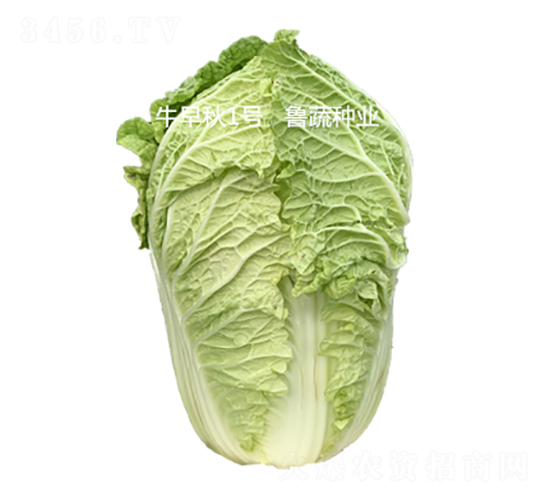 ţ����1��-�ײ�����-³����ҵ