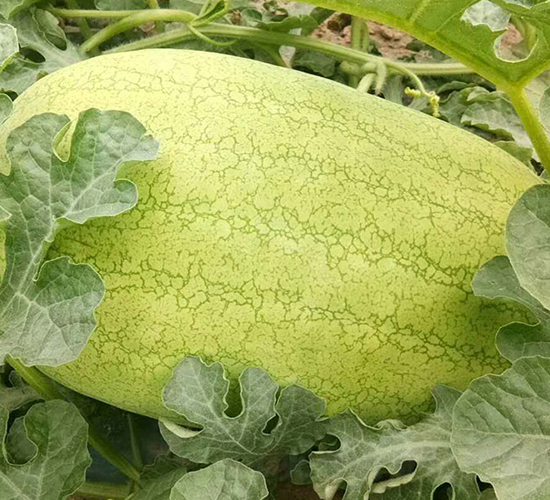 �����º챦-��������-����ũҵ