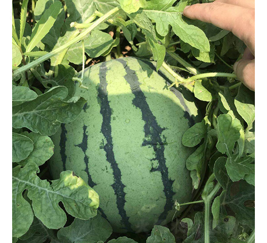����105-��������-����ũҵ