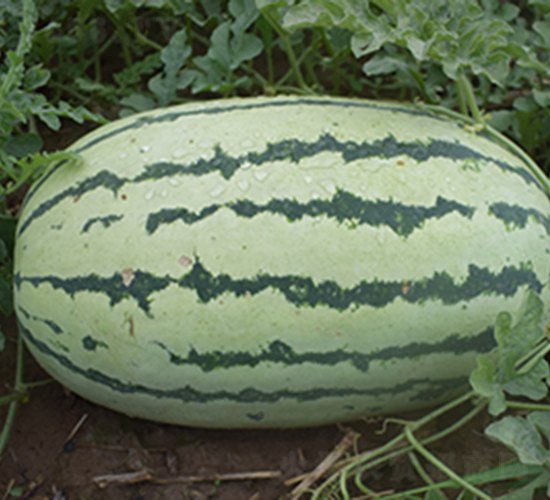 ����168-��������-����ũҵ