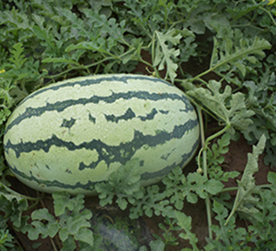 ����188-��������-����ũҵ
