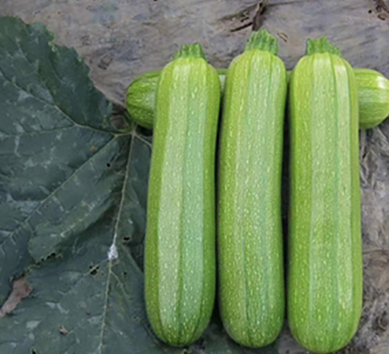 ����615-����«����-��������