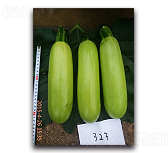 ����323-����«����-��������