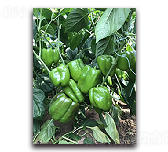 �н�1615-��������-��������
