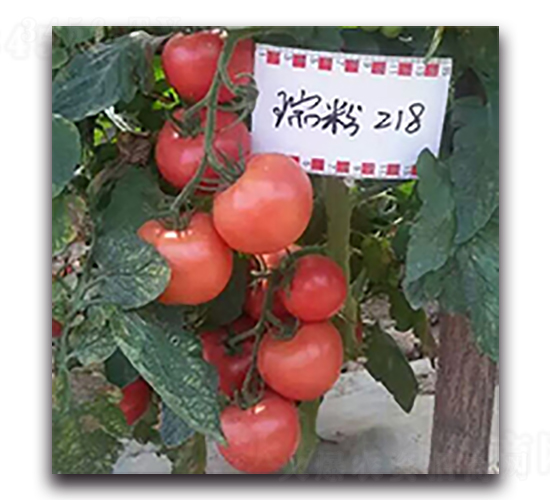 ���218-��������-��������