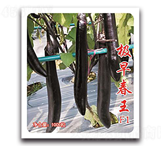 ���紺��-��������-��������