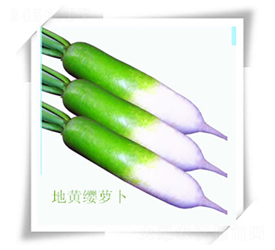 �ػ�ӧ�ܲ�-�ܲ�����-��ʥ��