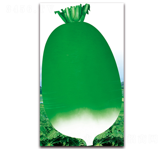 �¿�791-�ܲ�����-��ʥ��
