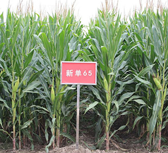 �µ�65-��������-��ʥ��