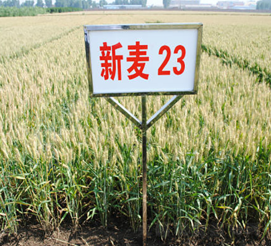 ����23-С������-��ʥ��