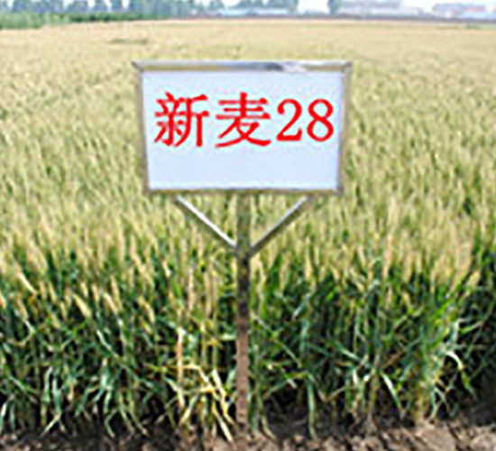����28-С������-��ʥ��
