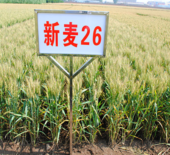 ����26-С������-��ʥ��