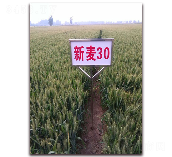 ����30-С������-��ʥ��