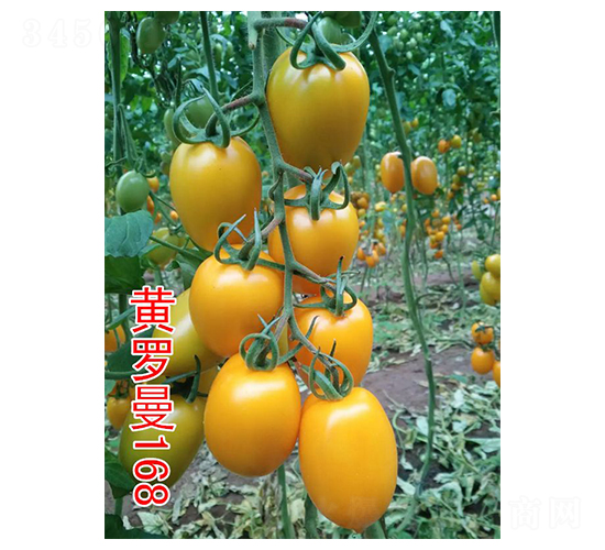 ������168-ӣ�ҷ�������-��԰��ҵ