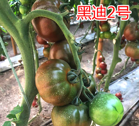 �ڵ�2��-��������-��԰��ҵ