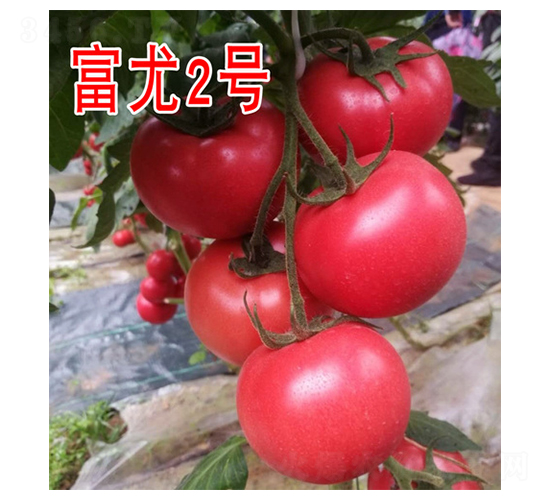 ����2��-��������-��԰��ҵ